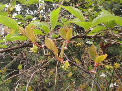 f:id:chuumeikun:20170412183058j:plain f:id:chuumeikun:20170412183058j:plain