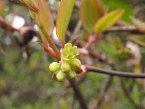 f:id:chuumeikun:20170412183112j:plain f:id:chuumeikun:20170412183112j:plain