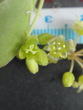 f:id:chuumeikun:20170412183127j:plain f:id:chuumeikun:20170412183127j:plain