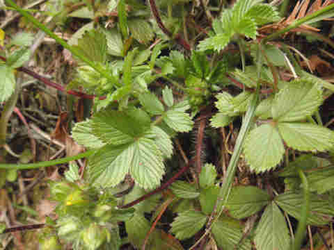 f:id:chuumeikun:20170413213858j:plain