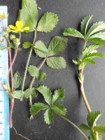 f:id:chuumeikun:20170413214217j:plain