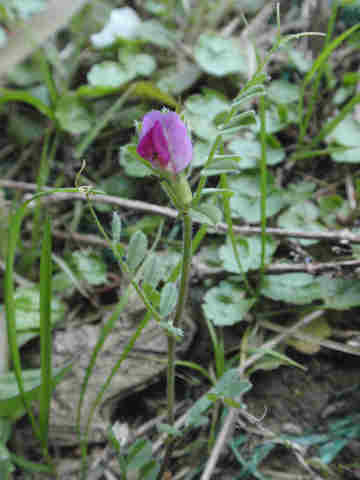 f:id:chuumeikun:20170416005325j:plain