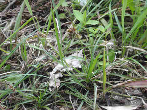 f:id:chuumeikun:20170416005353j:plain