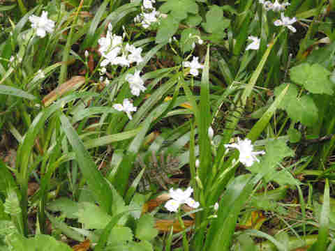 f:id:chuumeikun:20170419005747j:plain f:id:chuumeikun:20170419005747j:plain