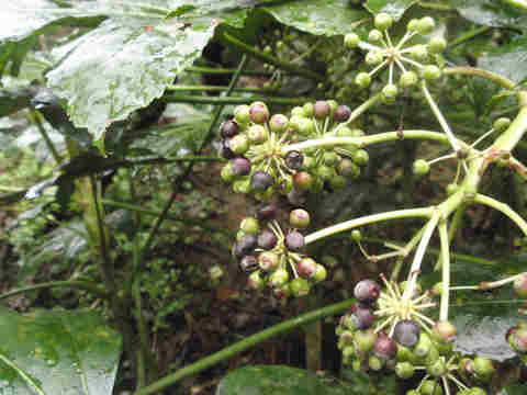 f:id:chuumeikun:20170419005759j:plain f:id:chuumeikun:20170419005759j:plain