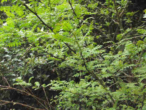 f:id:chuumeikun:20170419005812j:plain f:id:chuumeikun:20170419005812j:plain