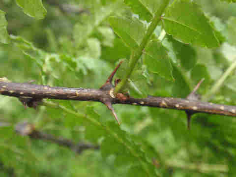 f:id:chuumeikun:20170419005826j:plain f:id:chuumeikun:20170419005826j:plain