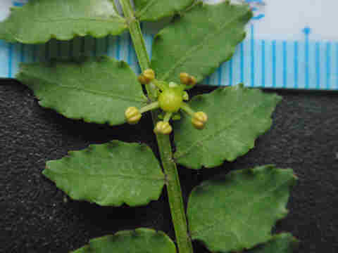 f:id:chuumeikun:20170419005839j:plain f:id:chuumeikun:20170419005839j:plain