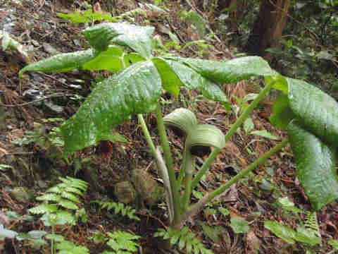 f:id:chuumeikun:20170419005852j:plain f:id:chuumeikun:20170419005852j:plain