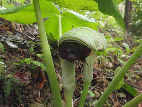 f:id:chuumeikun:20170419005906j:plain f:id:chuumeikun:20170419005906j:plain