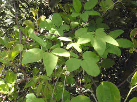 f:id:chuumeikun:20170420000807j:plain f:id:chuumeikun:20170420000807j:plain