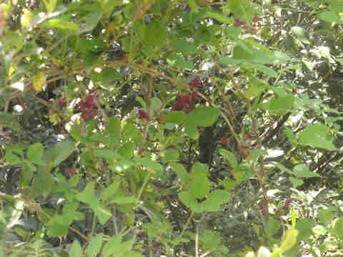 f:id:chuumeikun:20170420000819j:plain f:id:chuumeikun:20170420000819j:plain