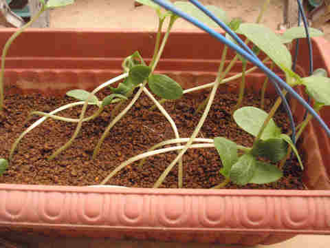 f:id:chuumeikun:20170422055116j:plain