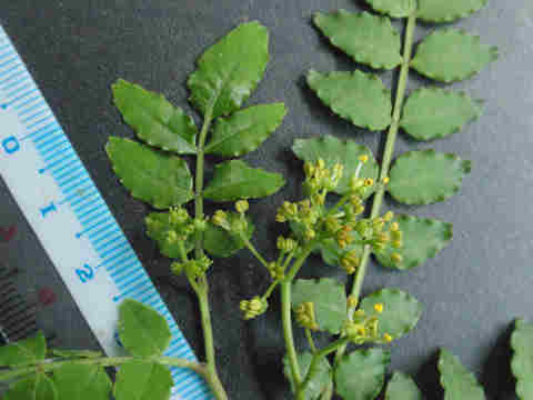 f:id:chuumeikun:20170422060948j:plain f:id:chuumeikun:20170422060948j:plain