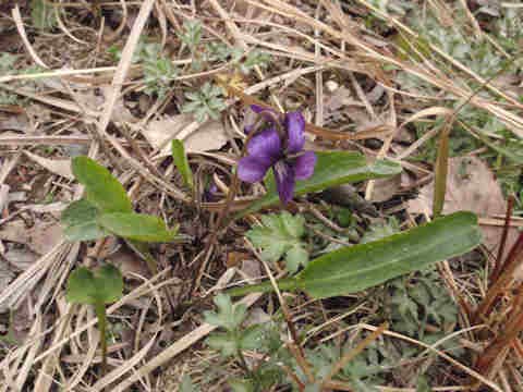 f:id:chuumeikun:20170426010954j:plain