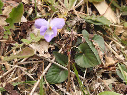 f:id:chuumeikun:20170426011013j:plain