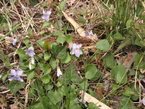 f:id:chuumeikun:20170426011055j:plain