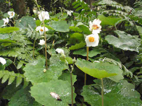 f:id:chuumeikun:20170426011346j:plain