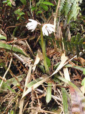 f:id:chuumeikun:20170427004452j:plain f:id:chuumeikun:20170427004452j:plain