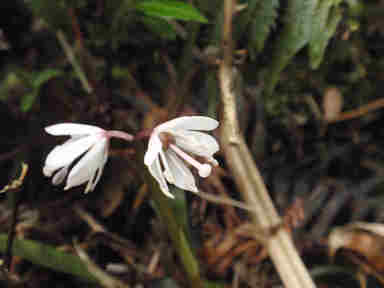 f:id:chuumeikun:20170427004513j:plain f:id:chuumeikun:20170427004513j:plain