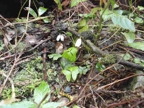 f:id:chuumeikun:20170427004530j:plain f:id:chuumeikun:20170427004530j:plain