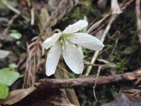 f:id:chuumeikun:20170427004555j:plain f:id:chuumeikun:20170427004555j:plain