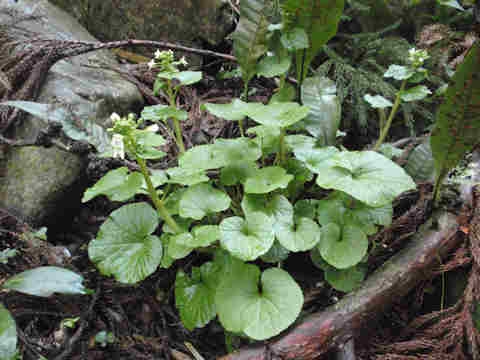 f:id:chuumeikun:20170427004610j:plain f:id:chuumeikun:20170427004610j:plain