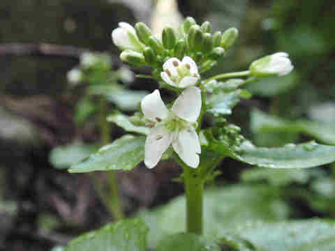 f:id:chuumeikun:20170427004623j:plain f:id:chuumeikun:20170427004623j:plain