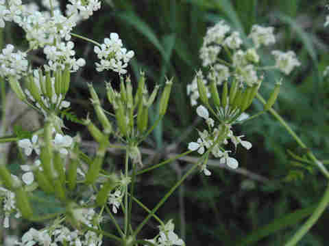 f:id:chuumeikun:20170427004659j:plain f:id:chuumeikun:20170427004659j:plain