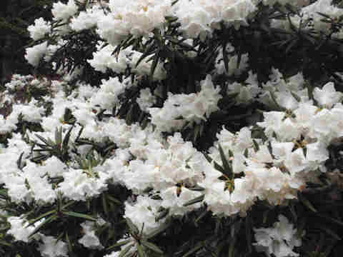 f:id:chuumeikun:20170427004740j:plain f:id:chuumeikun:20170427004740j:plain