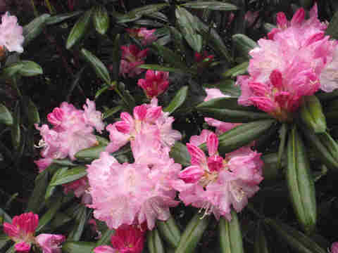 f:id:chuumeikun:20170427004809j:plain f:id:chuumeikun:20170427004809j:plain