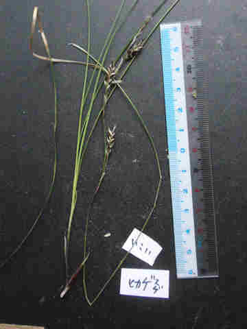 f:id:chuumeikun:20170503033520j:plain f:id:chuumeikun:20170503033520j:plain