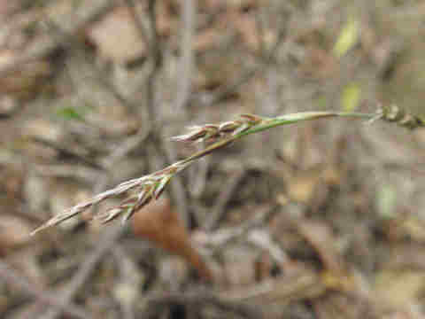 f:id:chuumeikun:20170503033545j:plain f:id:chuumeikun:20170503033545j:plain