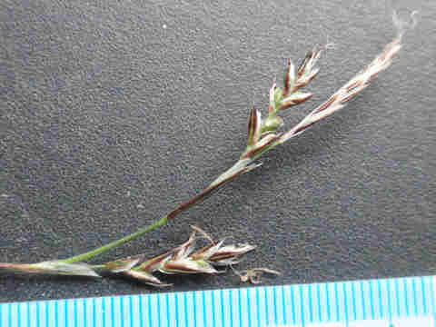 f:id:chuumeikun:20170503033614j:plain f:id:chuumeikun:20170503033614j:plain