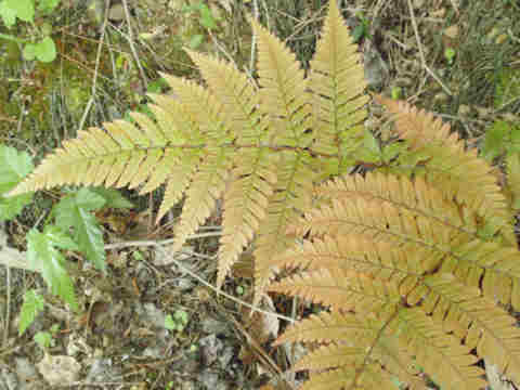 f:id:chuumeikun:20170503033744j:plain f:id:chuumeikun:20170503033744j:plain