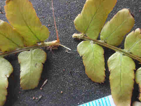 f:id:chuumeikun:20170503033811j:plain f:id:chuumeikun:20170503033811j:plain