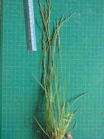 f:id:chuumeikun:20170504004025j:plain f:id:chuumeikun:20170504004025j:plain