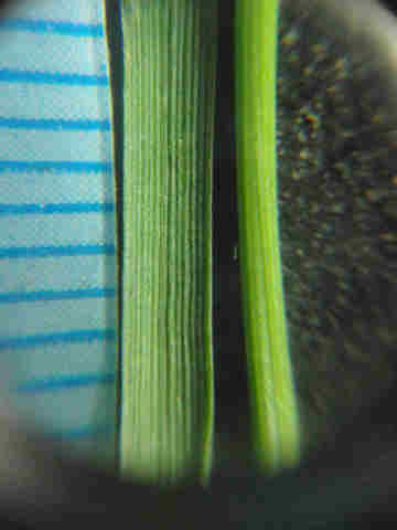 f:id:chuumeikun:20170504004114j:plain f:id:chuumeikun:20170504004114j:plain