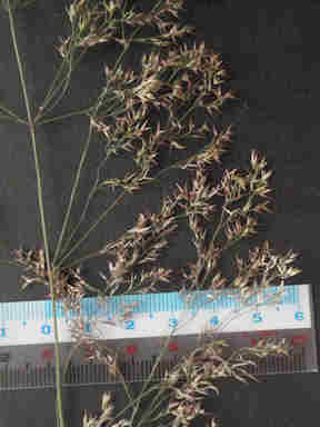 f:id:chuumeikun:20170504004220j:plain f:id:chuumeikun:20170504004220j:plain