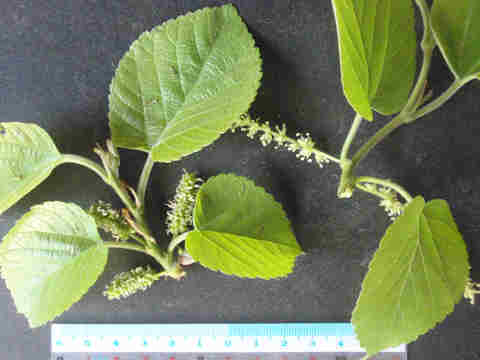 f:id:chuumeikun:20170504004304j:plain f:id:chuumeikun:20170504004304j:plain