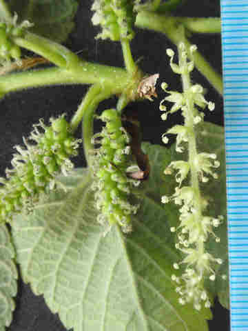 f:id:chuumeikun:20170504004317j:plain f:id:chuumeikun:20170504004317j:plain