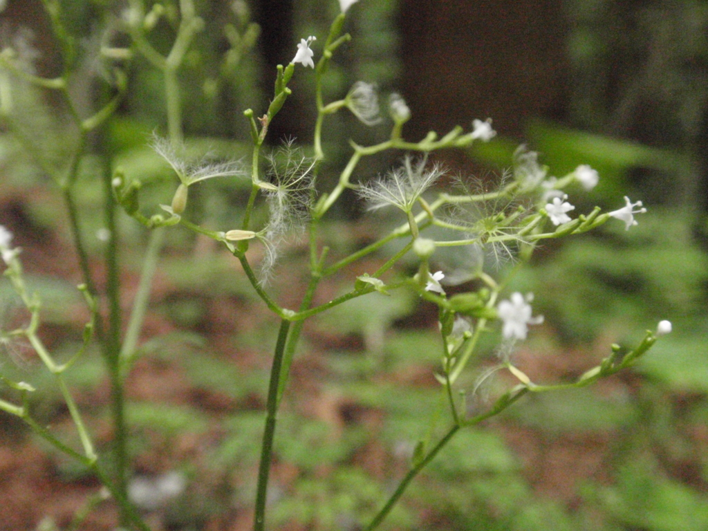 f:id:chuumeikun:20170507044402j:plain f:id:chuumeikun:20170507044402j:plain