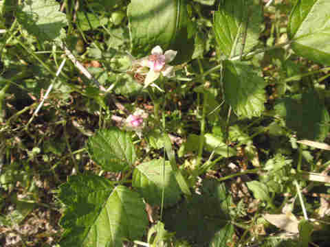 f:id:chuumeikun:20170507044419j:plain f:id:chuumeikun:20170507044419j:plain