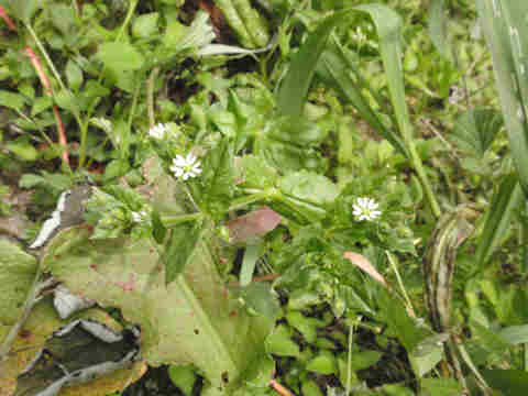 f:id:chuumeikun:20170507044447j:plain f:id:chuumeikun:20170507044447j:plain