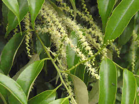 f:id:chuumeikun:20170507044510j:plain f:id:chuumeikun:20170507044510j:plain