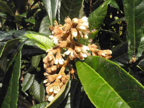 f:id:chuumeikun:20170508200416j:plain f:id:chuumeikun:20170508200416j:plain