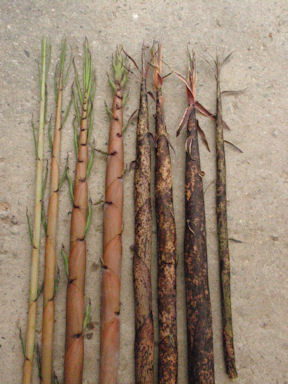 f:id:chuumeikun:20170508200536j:plain f:id:chuumeikun:20170508200536j:plain