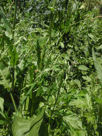 f:id:chuumeikun:20170510081506j:plain f:id:chuumeikun:20170510081506j:plain