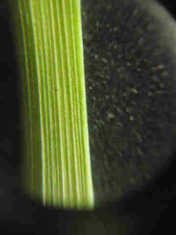 f:id:chuumeikun:20170510081604j:plain f:id:chuumeikun:20170510081604j:plain