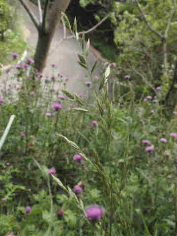 f:id:chuumeikun:20170510081707j:plain f:id:chuumeikun:20170510081707j:plain